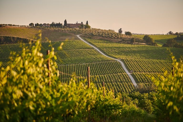 Fields of vinyards