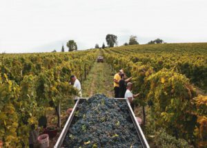 People harvesting grapes in a vineyard