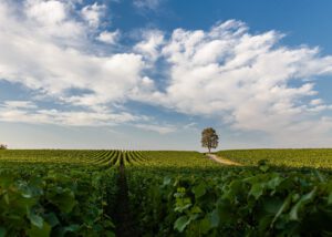 A vineyard with a large tree in the middle and blue sky with clouds